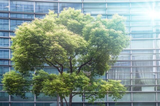 Tree in front of building